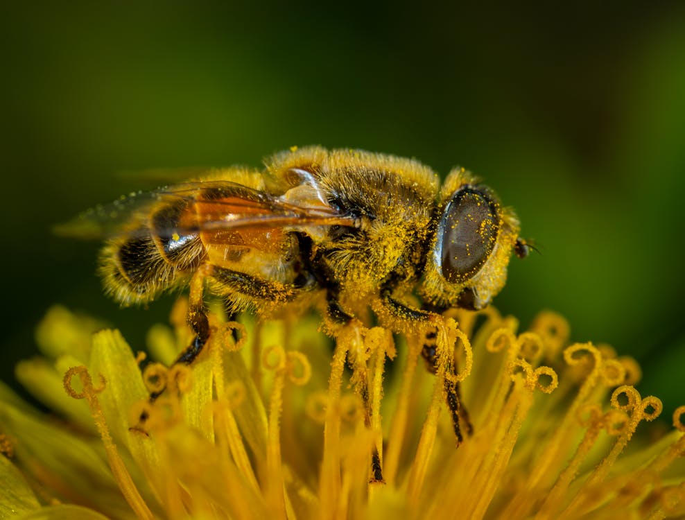 Bie på blomst