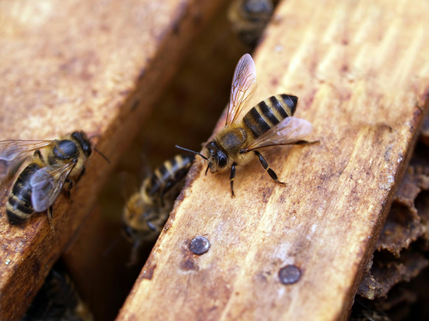 Bee2B bier i naturen